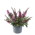 Bild von Vp Buddleia davidii P19 Chrysalis pink